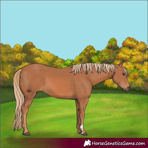Horse Color:Chestnut 
