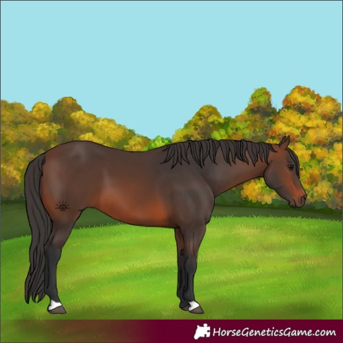 Horse Color:Brown 