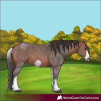 Horse Color:White Spotted Bay Sabino Frame