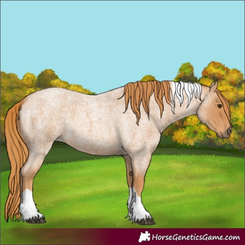 Horse Color:Unknown 