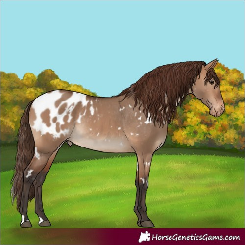 Horse Color:White Spotted Bay Dun Appaloosa Rabicano 