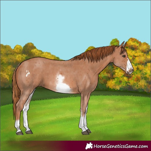 Horse Color:White Spotted Chestnut Sabino Frame