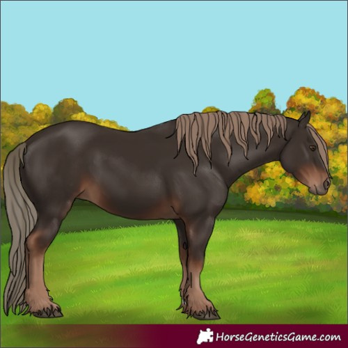 Horse Color:Liver Chestnut 