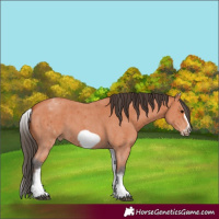 Horse Color:White Spotted Bay Sabino Frame