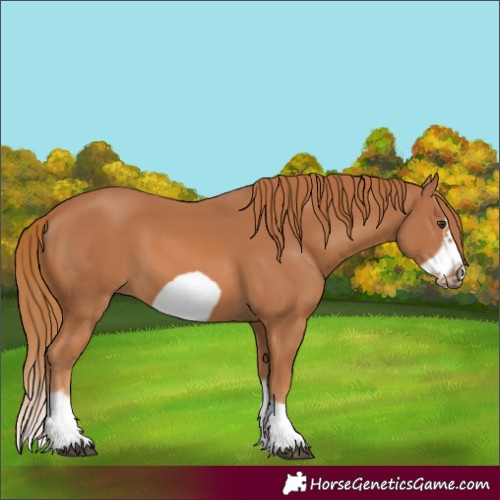 Horse Color:Unknown 