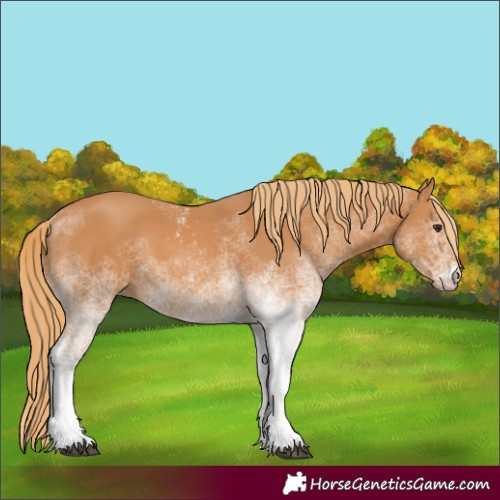 Horse Color:Unknown 