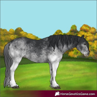 Horse Color:Unknown 
