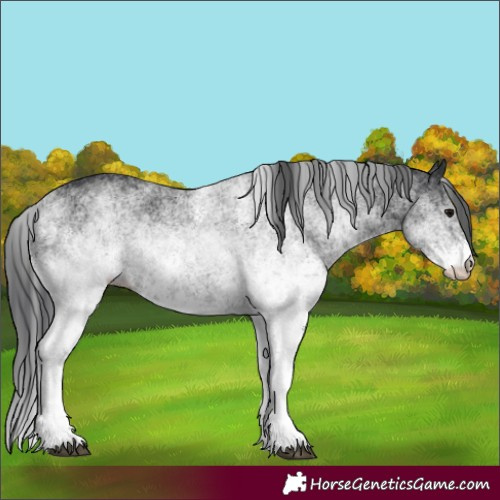Horse Color:Unknown 