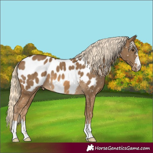 Horse Color:Chocolate Palomino Appaloosa 