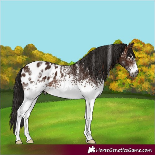 Horse Color:Powder White Gray White Spotted Bay Appaloosa 