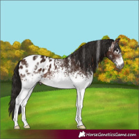 Horse Color:Powder White Gray White Spotted Bay Appaloosa 