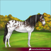 Horse Color:Powder White Gray White Spotted Bay Appaloosa 