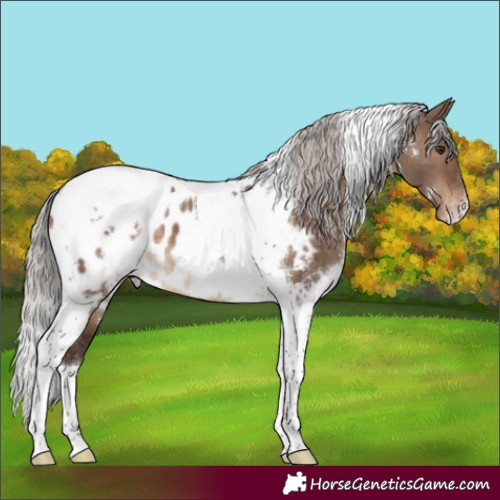 Horse Color:White Spotted Silver Brown Dun Tobiano Appaloosa 