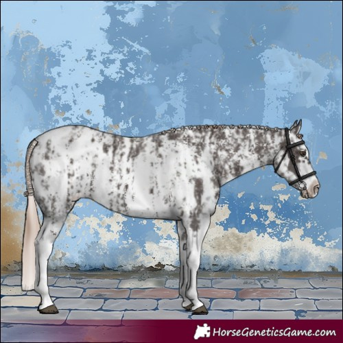 Horse Color:Liver Chestnut Sabino Splash Appaloosa  and Liver Chestnut Sabino Splash Frame Appaloosa 