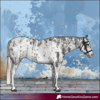 Horse Color:Liver Chestnut Sabino Splash Appaloosa and Liver Chestnut Sabino Splash Frame Appaloosa
