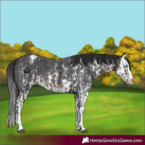 Horse Color:Brown Sabino Splash Varnish and Brown Sabino Splash Varnish