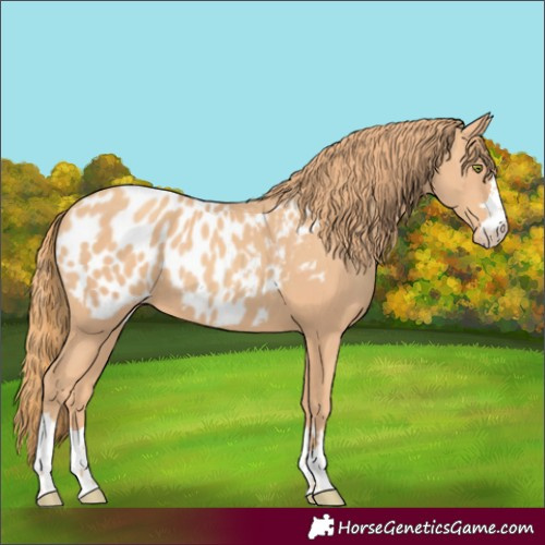 Horse Color:Gold Champagne Appaloosa
