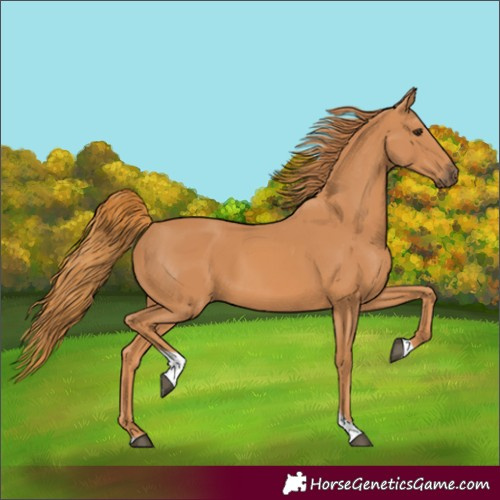 Horse Color:Unknown 