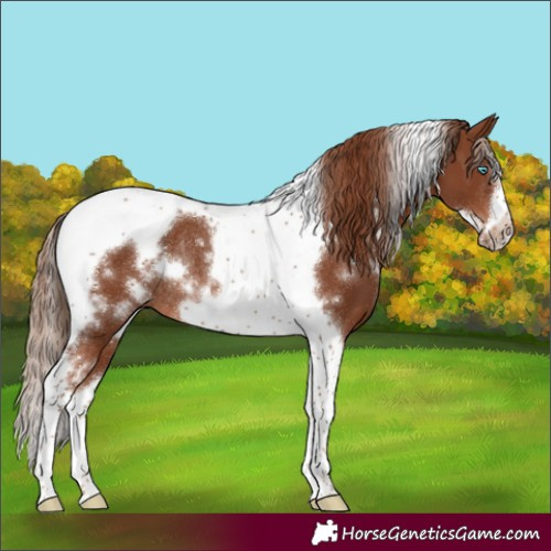 Horse Color:White Spotted Chestnut Tobiano Frame Rabicano