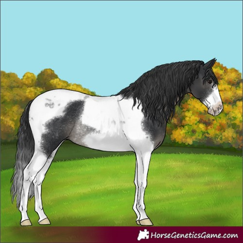 Horse Color:Black Tobiano Frame Rabicano 