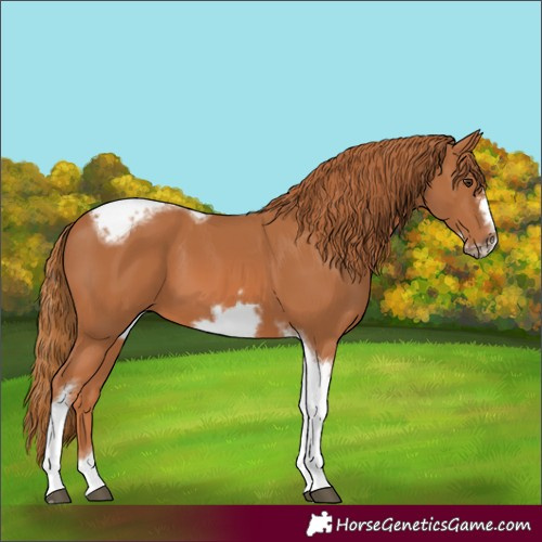 Horse Color:Chestnut Tobiano Frame 