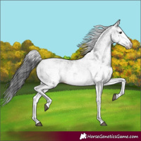 Horse Color:White Spotted Black Sabino Rabicano 