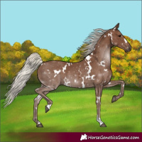 Horse Color:White Spotted Silver Black 
