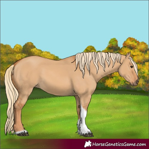 Horse Color:Unknown 