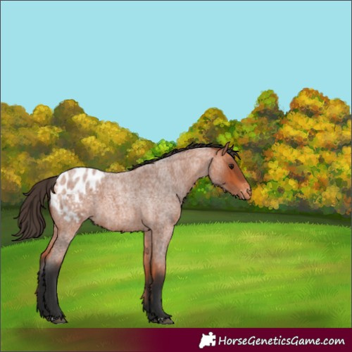 Horse Color:Unknown 