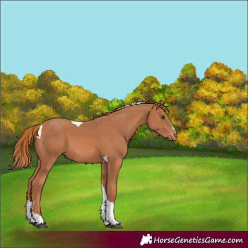 Horse Color:Unknown 