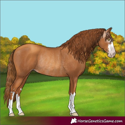 Horse Color:Gray Gold Champagne Rabicano 