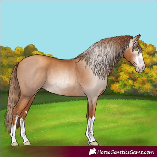 Horse Color:Gray Gold Champagne Rabicano 
