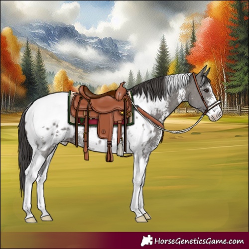 Horse Color:Grullo Sabino Tobiano Appaloosa Rabicano 