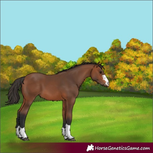 Horse Color:Unknown 