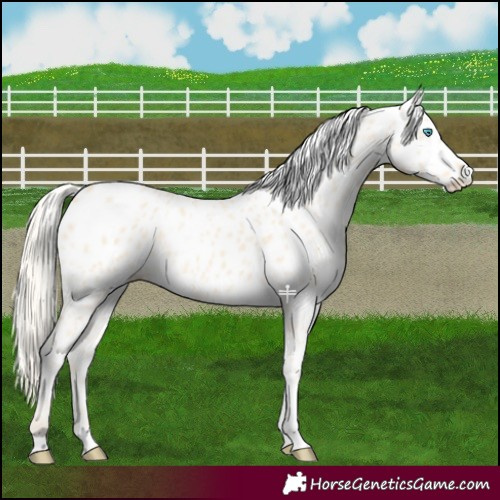 Horse Color:Cremello Near Leopard 