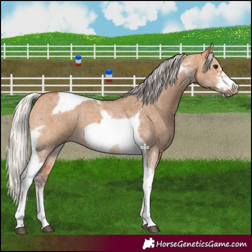 Horse Color:Silver Bay Dun Sabino Tobiano Frame Rabicano 