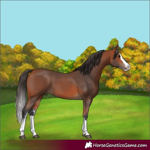 Horse Color:Bay Sabino Splash 