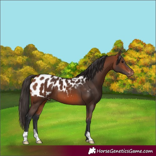 Horse Color:Bay Appaloosa