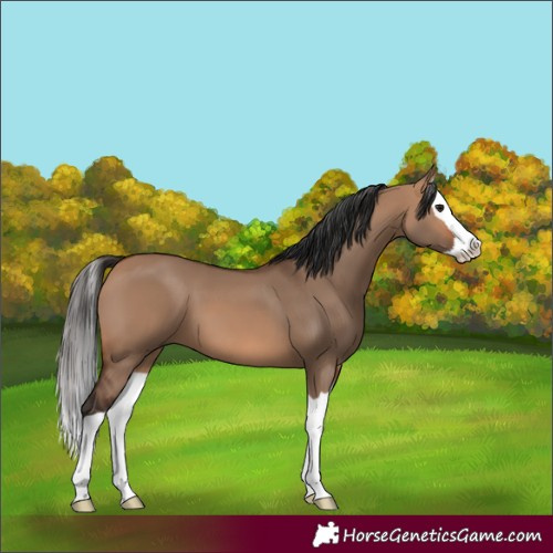 Horse Color:Bay Dun Splash 