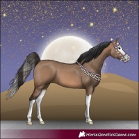 Horse Color:Bay Dun Splash 