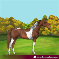 Horse Color:Chestnut Tobiano Varnish Rabicano