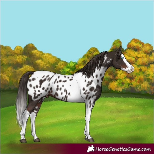 Horse Color:Liver Chestnut Splash Tobiano Appaloosa