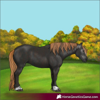 Horse Color:Liver Chestnut  and Gray Liver Chestnut 