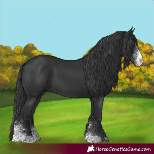Horse Color:Black Sabino 