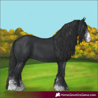 Horse Color:Black Sabino