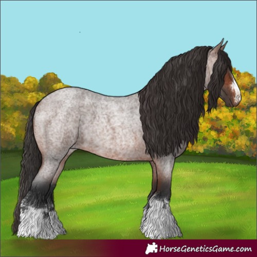 Horse Color:Brown Roan