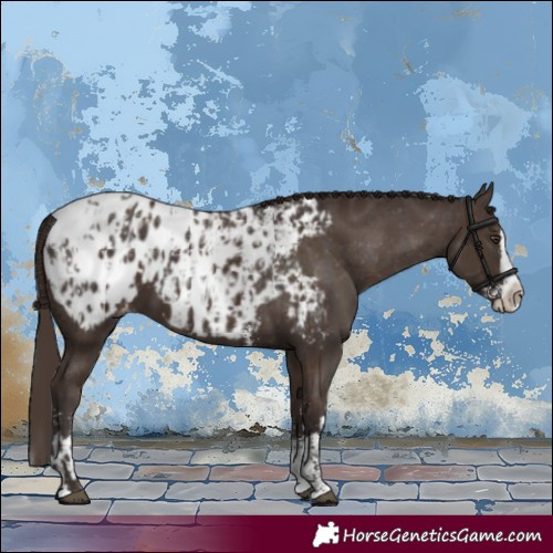 Horse Color:Liver Chestnut Sabino Splash Appaloosa  and Liver Chestnut Sabino Splash Appaloosa 