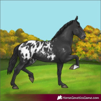 Horse Color:Black Blanket