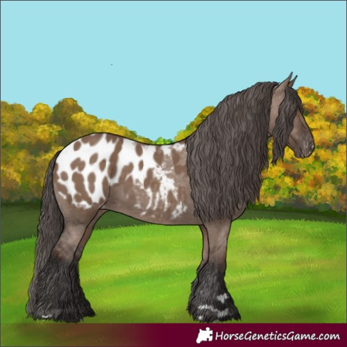 Horse Color:Liver Red Dun Appaloosa Rabicano 