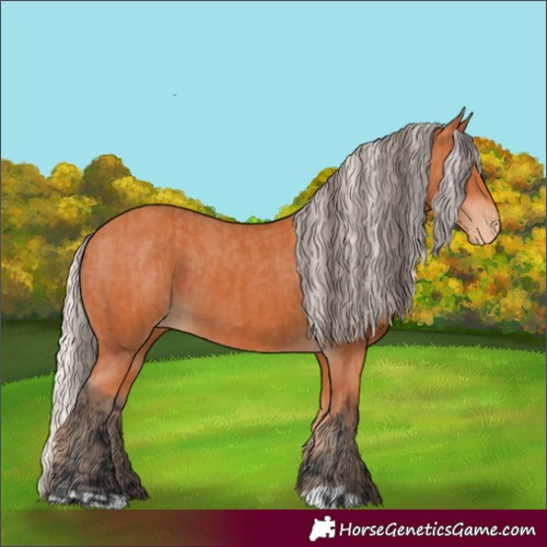 Horse Color:Bay Appaloosa  and Silver Bay Appaloosa 